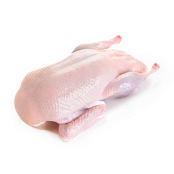Утка домашняя